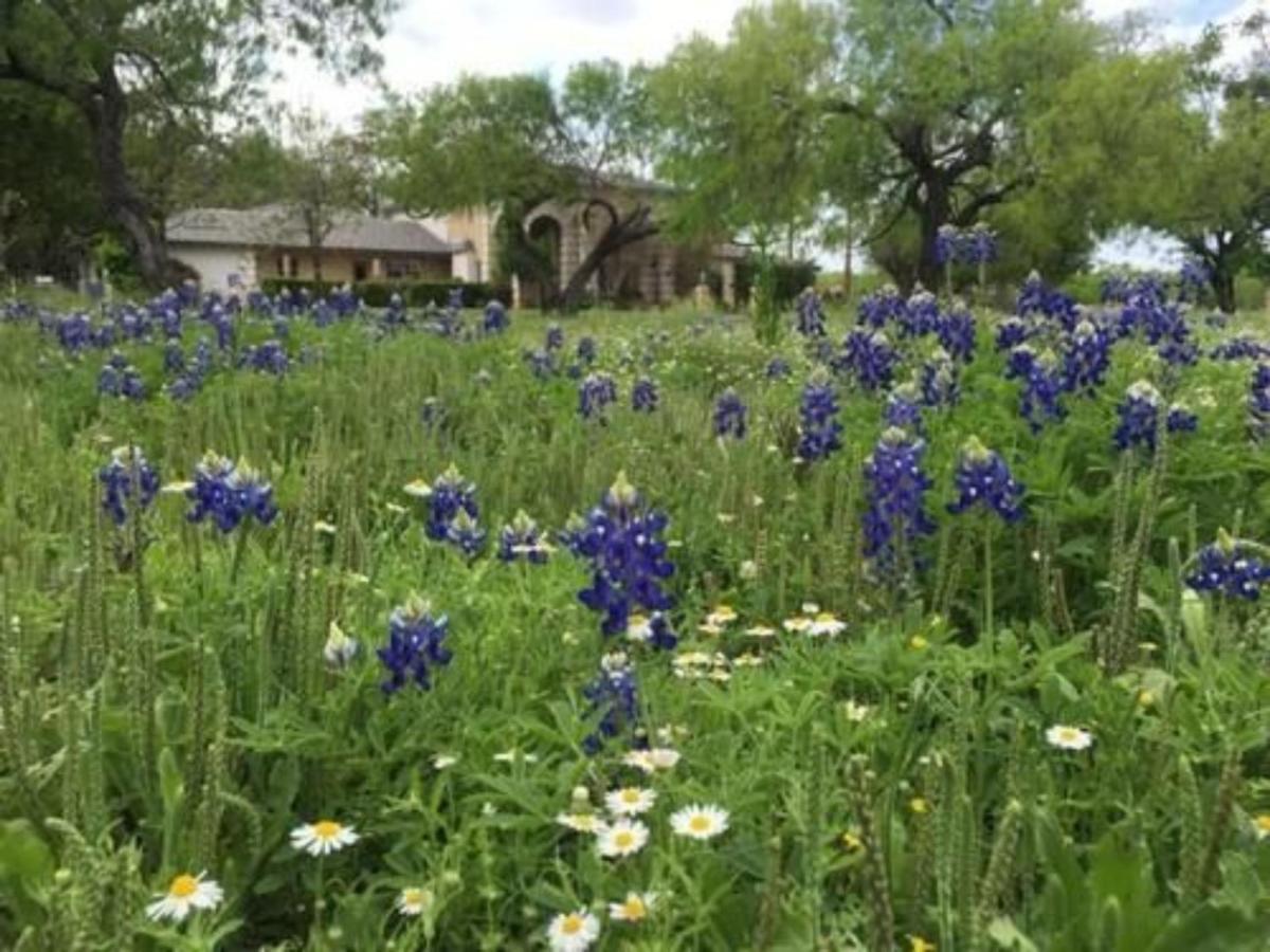 Live Oaks Bed And Breakfast Uvalde Eksteriør bilde